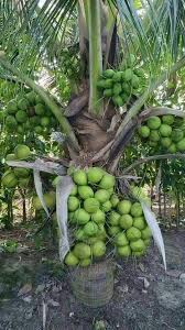 You may also like to check our catalog for fruit trees for sale online. Dwarf Coconut Live Plant Narial Ka Podha Hybrid Coconut Fruit Plant Bonsai Plants Nursery