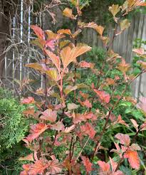 Many gardeners grow diablo ninebark shrubs as specimen plants in their landscaping. Coppertina Ninebark