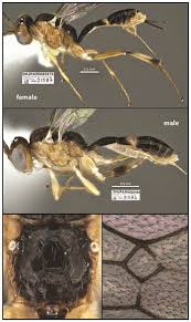 Image result for Rhynchosia ferruginea