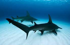 hammerhead shark shark pictures shark