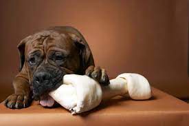 Why Do Dogs Bring Food To The Carpet