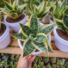 Image result for Habenaria laurentii