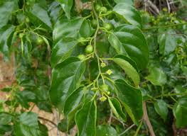Image result for Colubrina asiatica