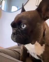 18 gambar tato 3d anjing pemburu terbaru bulldog tattoo keren. Mariko Tinikato Profile Pinterest