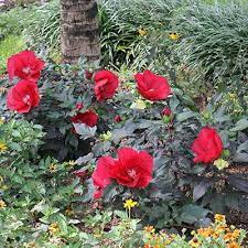 A Shopper S Guide To Buying The Best Hibiscus Hibiscus Plant Hardy Hibiscus Hibiscus