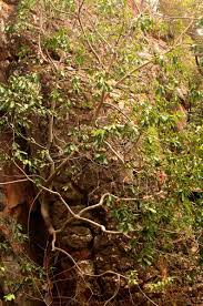 Image result for Ficus ingens