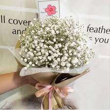 Jual Baby Breath Flower Best Flower Wallpaper