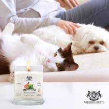 If you're in a hurry and need a quick recommendation, we'd suggest going with a pet odor exterminator candle in your preferred scent! Calming Vanilla Aromatherapy Deodorizing Soy Candle For Pets Candles Scented Pet Odor Eliminator Animal Lover Gift Home Decor Home Kitchen Emosens Fr