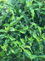 Image result for Psychotria heterosticta