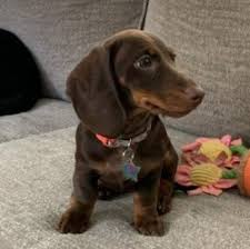 Dachshund puppies raised in our home. Jf7b9v2yinm6ym
