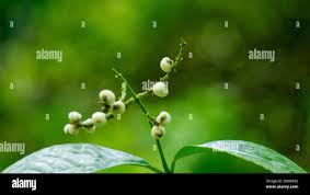 Image result for Virectaria major