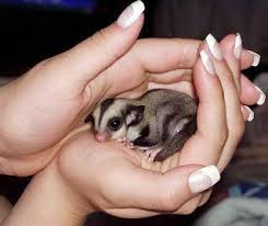 Só posso responder à primeira questão. Eu Curto Pet Petauro Do Acucar Ou Sugar Glider Origem Facebook