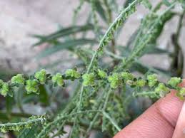 Image result for Cynoglossum lanceolatum