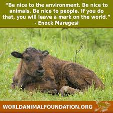 Pin By World Animal Foundation On Farm Animals Animals Of The World Animals Save Animals