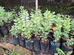 Manfaatdaunbidara #daunbidara bidara adalah sejenis pohon yang dapat menghasilkan buah yang hace 4 meses. 5 Ciri Ciri Pohon Bidara Arab Asli Fitness Formen