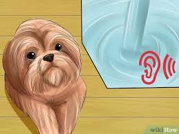 Maybe you would like to learn more about one of these? How To Bathe A Shih Tzu Puppy 15 Steps With Pictures Wikihow