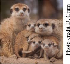 THE KALAHARI RESEARCH CENTRE