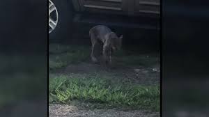 In fact, bobcat attacks are virtually unknown; Woman Snaps Photo Of Bobcat Right Before Attack Cnn Video
