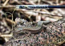 Nov 03, 2020 · lizard (formerly lz5) is an efficient compressor with very fast decompression. Artenschutz Eidechsen Fangt Man Mit Dem Lasso Gesellschaft Faz