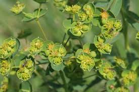 Image result for Euphorbia lividiflora