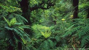 Discover nature in new zealand and its wildlife, that includes whale watching, swimming with dolphins and more. Nature Adventures In New Zealand All Media Content Dw 05 10 2018