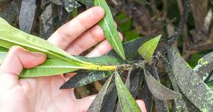 These organic pest control sprays really work. How To Make Your Own Organic Bug Killer 10 Recipes That Really Work