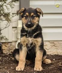 They are loyal and will stick by you through thick and thin. German Shepherd Puppies Adoption Pa Pets Lovers