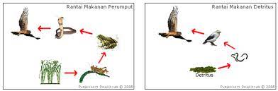 Http Gel Geo Ugm Ac Id Wp Content Uploads Sites 422 2018 12 Ecology And Environmental Science Teaching Materials Pdf