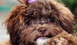 Did not find what you're looking for? Shihpoo Dog Breed Information