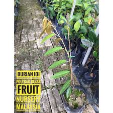 Cara membaja pokok durian dari 1bulan hingga 2tahun ke atas. Anak Pokok Durian Ioi D168 Hajah Hasmah Mas Muar Shopee Malaysia