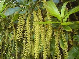 Image result for Macadamia aff. integrifolia