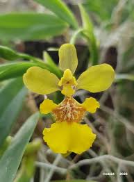 Image result for Ozoroa gomesiana