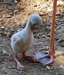 Baby Flamingo Cute Animals Animals Beautiful Sweet Animals
