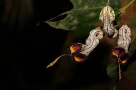 Image result for Aristolochia zenkeri