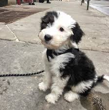 Located in western north carolina. Mini Sheepadoodle Ontario Sheepadoodle Puppy Cute Dogs And Puppies Cute Dogs