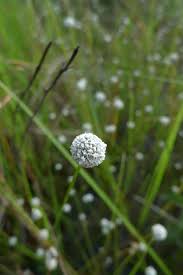 Image result for Eriocaulon abyssinicum