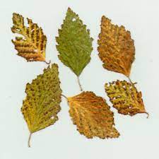 The proven health benefits of birch leaf extract will leave you with a smile. What S Wrong With My Plant Garden University Of Minnesota Extension