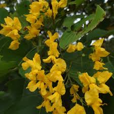 Image result for Pterocarpus rotundifolius