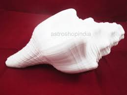 Narayani Natural Blowing Shankh For Sound Making