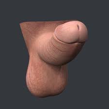 small erect penis 3D Model in Anatomy 3DExport
