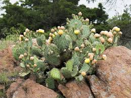 Any ideas what kind of cactus will grow fast and large and will grow indoors in the 6a zone. Free Images Flower Produce Botany Garden Flora Oklahoma Blooms Caryophyllales Larrysmith Wichitamountains Flowering Plant Prickly Pear Stonecrop Family Land Plant Hedgehog Cactus Nopal Barbary Fig Eastern Prickly Pear 4000x3000