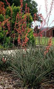 Texas Red Yucca Hesperaloe Parviflora Easy Tough Glowing Etsy In 2021 Raised Garden Cool Plants Garden Bed Layout