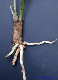 Image result for Oeceoclades maculata × quadriloba