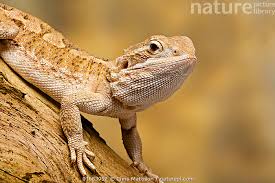 Image result for Pogonarthria