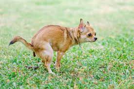 You could plant things that are thorny such as holly or berry vines. 6 Tips To Keep Dogs From Pooping On Your Lawn