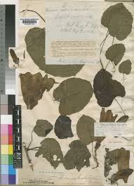 Image result for Ipomoea albivenia