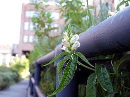 Image result for Blotiella glabra