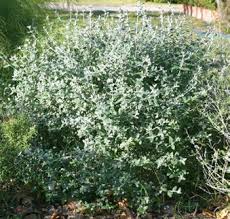 Image result for Dyschoriste transvaalensis