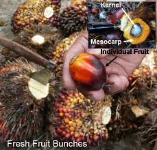 Investors seeking to gain exposure to palm can do so in two ways: Indonesia Palm Oil Production