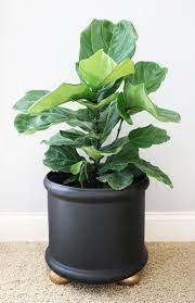 Tips Tricks For Growing A Fiddle Leaf Fig Tree Fiddle Leaf Fig Fiddle Leaf Fig Tree Fiddle Fig Tree